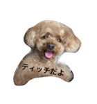 tinypoodle titch（個別スタンプ：1）