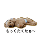 tinypoodle titch（個別スタンプ：2）