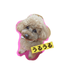 tinypoodle titch（個別スタンプ：3）