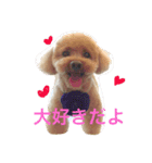 tinypoodle titch（個別スタンプ：4）