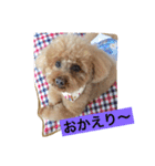 tinypoodle titch（個別スタンプ：5）