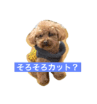tinypoodle titch（個別スタンプ：6）