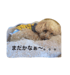 tinypoodle titch（個別スタンプ：7）