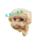 tinypoodle titch（個別スタンプ：8）