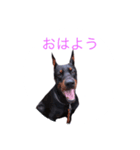 dobermann（個別スタンプ：1）