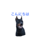 dobermann（個別スタンプ：2）