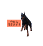 dobermann（個別スタンプ：4）