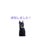 dobermann（個別スタンプ：5）