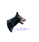 dobermann（個別スタンプ：7）