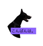 dobermann（個別スタンプ：8）