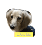 ミニチュアダックスのウユくん（個別スタンプ：1）