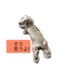 ミニチュアダックスのウユくん（個別スタンプ：5）