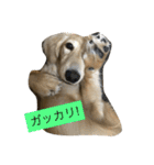 ミニチュアダックスのウユくん（個別スタンプ：7）