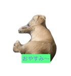 ミニチュアダックスのウユくん（個別スタンプ：10）