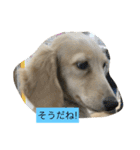 ミニチュアダックスのウユくん（個別スタンプ：11）