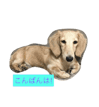ミニチュアダックスのウユくん（個別スタンプ：13）
