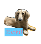 ミニチュアダックスのウユくん（個別スタンプ：16）