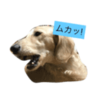 ミニチュアダックスのウユくん（個別スタンプ：19）