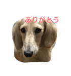 ミニチュアダックスのウユくん（個別スタンプ：21）