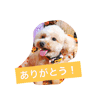 moka.y（個別スタンプ：6）