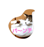Iyasareru stamp（個別スタンプ：4）