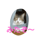 Iyasareru stamp（個別スタンプ：5）