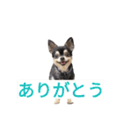 わんこ手芸部のなかまたち（個別スタンプ：2）
