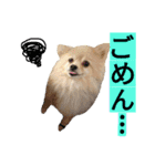 わんこ手芸部のなかまたち（個別スタンプ：3）