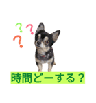 わんこ手芸部のなかまたち（個別スタンプ：5）