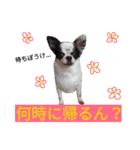 わんこ手芸部のなかまたち（個別スタンプ：6）