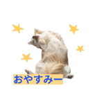 わんこ手芸部のなかまたち（個別スタンプ：8）