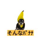 わんこ手芸部のなかまたち（個別スタンプ：10）