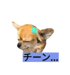 わんこ手芸部のなかまたち（個別スタンプ：11）