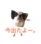 わんこ手芸部のなかまたち（個別スタンプ：12）