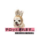 わんこ手芸部のなかまたち（個別スタンプ：13）