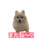わんこ手芸部のなかまたち（個別スタンプ：18）