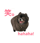 わんこ手芸部のなかまたち（個別スタンプ：20）