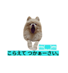 わんこ手芸部のなかまたち（個別スタンプ：21）