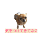 わんこ手芸部のなかまたち（個別スタンプ：23）