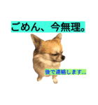 わんこ手芸部のなかまたち（個別スタンプ：24）