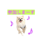 わんこ手芸部のなかまたち（個別スタンプ：26）