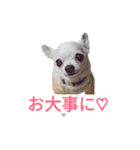 わんこ手芸部のなかまたち（個別スタンプ：28）