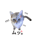 わんこ手芸部のなかまたち（個別スタンプ：29）