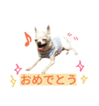 わんこ手芸部のなかまたち（個別スタンプ：32）