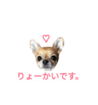 わんこ手芸部のなかまたち（個別スタンプ：33）