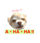 わんこ手芸部のなかまたち（個別スタンプ：35）