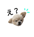 わんこ手芸部のなかまたち（個別スタンプ：37）