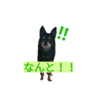 わんこ手芸部のなかまたち（個別スタンプ：38）