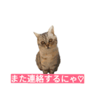 わんこ手芸部のなかまたち（個別スタンプ：40）