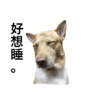 Crazy Cutie Doggy（個別スタンプ：1）